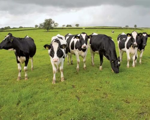 4 Organic Jersey, Aberdeen Angus, British Blue Cross Store Steers, Cows 4 Organic Jersey, Aberdeen Angus, British Blue Cross Store Steers, Cows